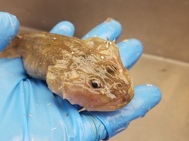 A small pinkish-brown fish with beady black eyes sitting in a blue-gloved hand