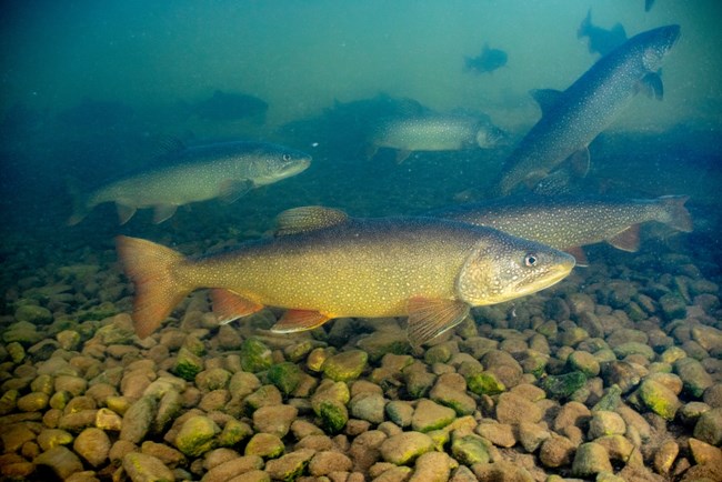A school of large green fish with white spots and orange fins swims over a rocky creek bed