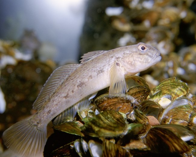 A small gray fish propped up on its front fins sits on a mound of mussels