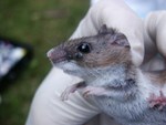 White-footed mouse parasitized by deer ticks