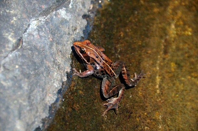 A large brown frog patterned like a leaf emerges from a pond