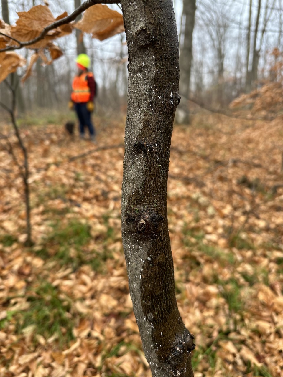 tiny white spots on the bark of a sapling. A person wearing orange clothing is in the background.