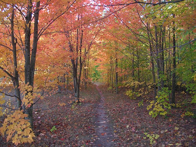Hiking trail winding through fall-colored trees.