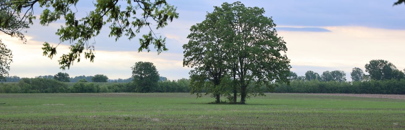 Pecan tree sits amongst sprouting field at sunrise.