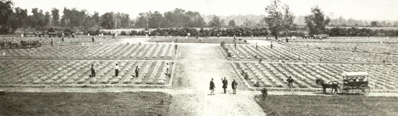 A wagon and several men stand among rows of fresh graves.