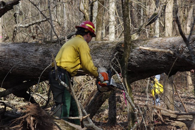 A man wearing a red hard hat and yellow shirt uses a chainsaw to cut a fallen tree.