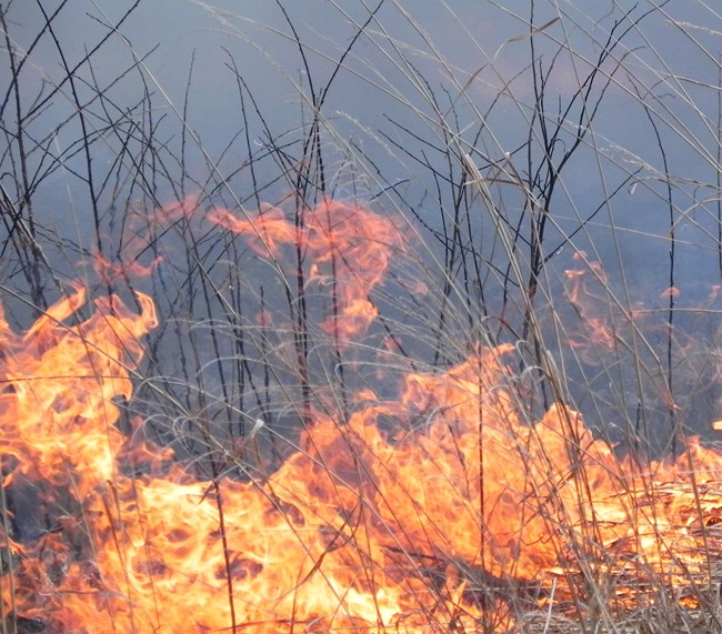 Photo of a fire in tall grass
