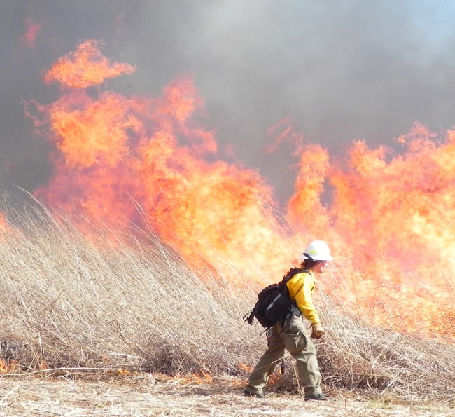 Photo of a prescribed fire in tall grass