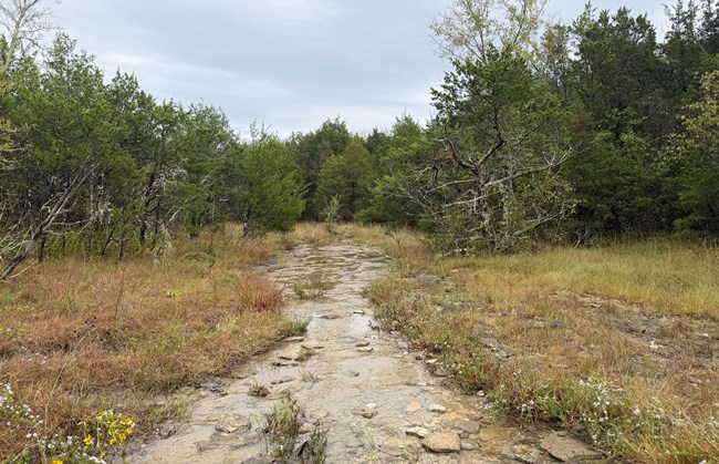 Photo of a cedar glade with a stream running through it