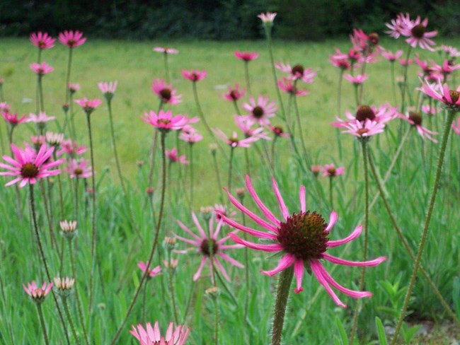 Photo of pink flowers in a field