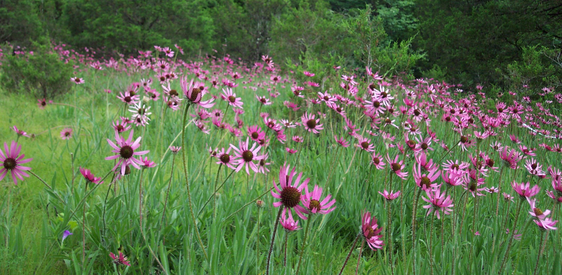 Photo of Tennessee purple coneflowers