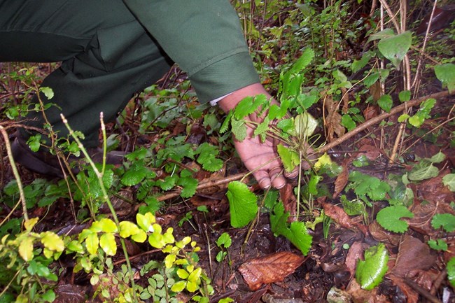 a hand reaches down to touch a garlic mustard plant