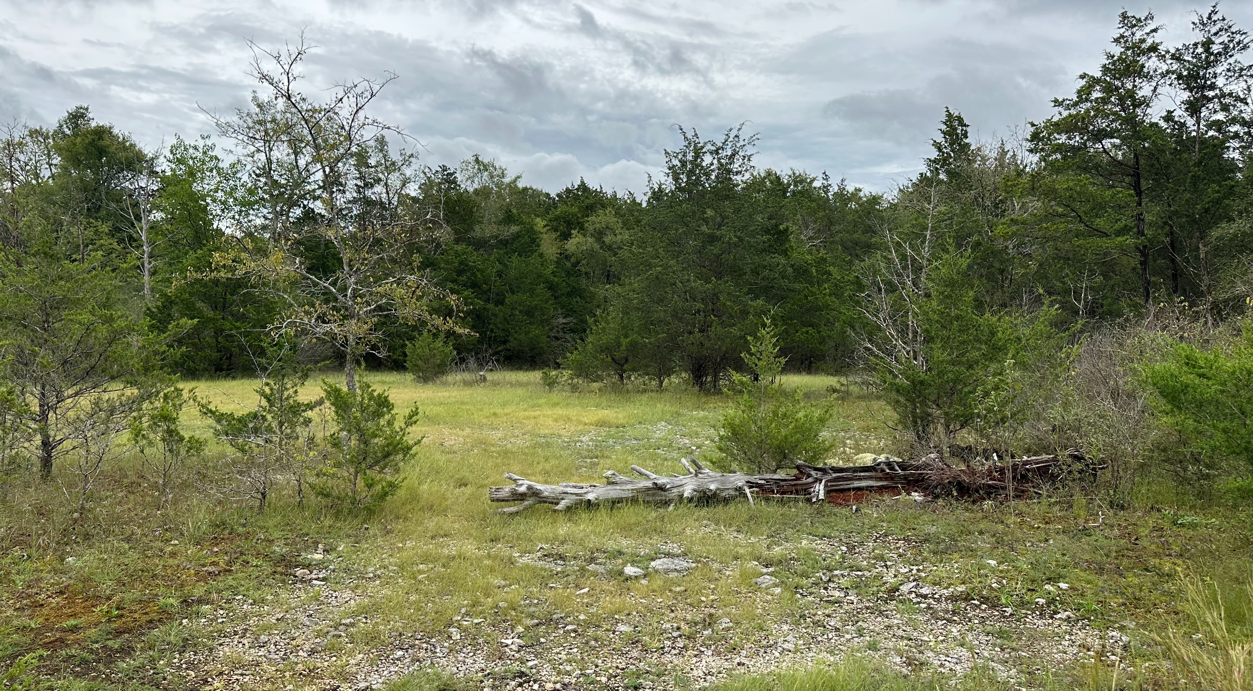 Photo of a limestone cedar glade