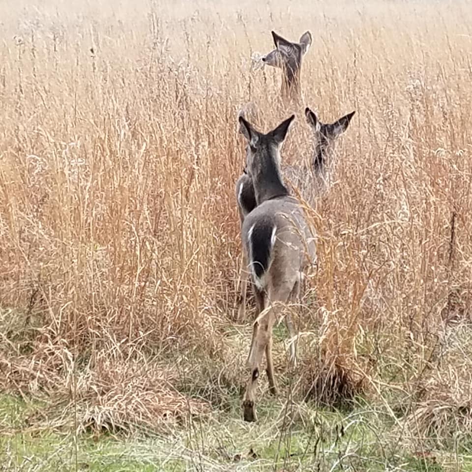 Three deer walk into tall brown grass.