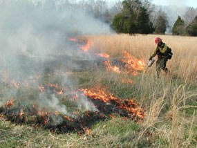 A firefighter lights a prescribed fire in a field of native grasses.