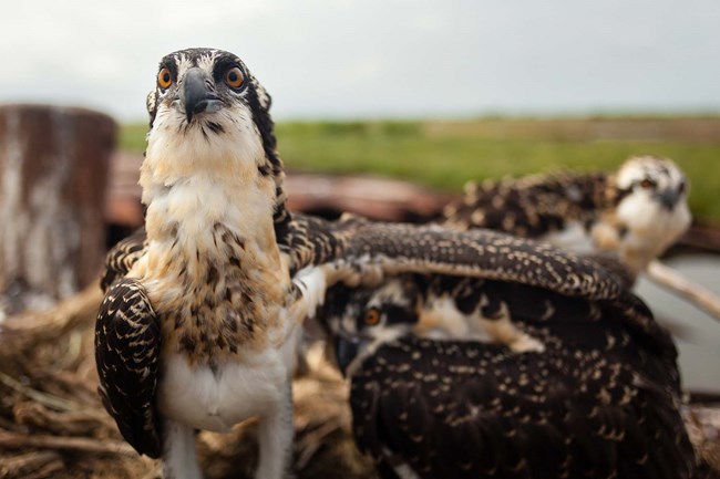 A immature Osprey looking wide eyed at a camera