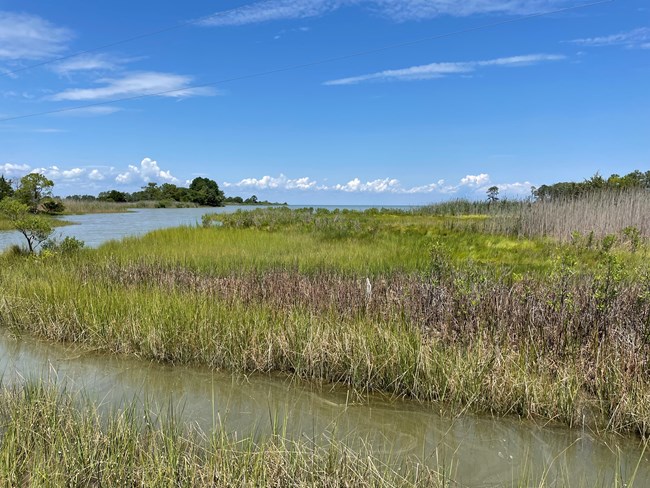 Wetlands at Taylors Island