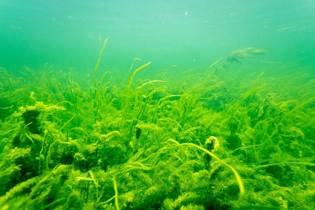 Submerged Aquatic plants covered in algae