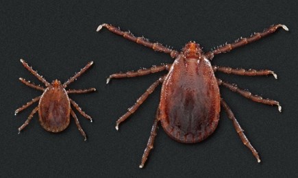 Invasive ticks lined up by size