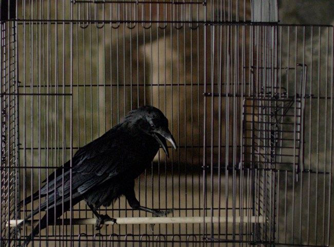 a black bird inside a cage with the door open