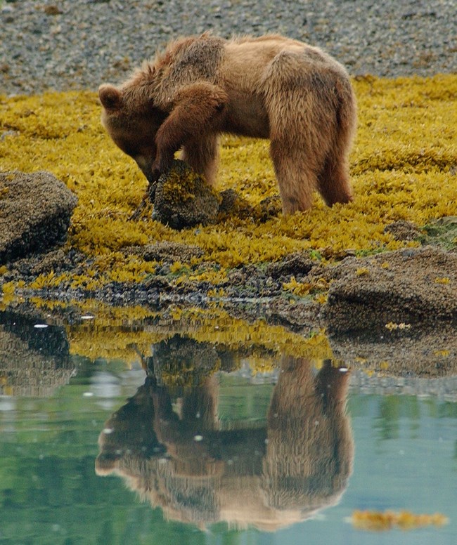 Brown bear looking for food in Glacier Bay National Park and Preserve