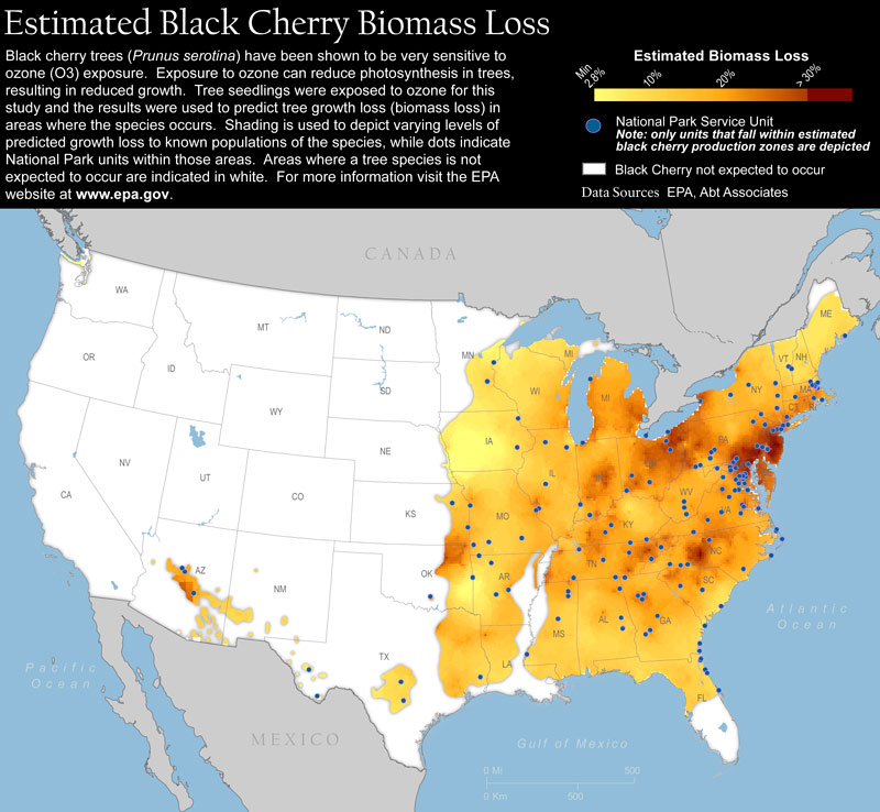 Map of the United States showing areas of growth loss for Black Cherry trees