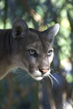 High mercury levels have been found in endangered Florida panthers (Puma concolor coryi) in Everglades NP, Florida.