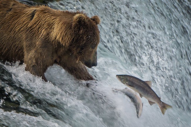 Bear catching fish in Katmai National Park and Preserve