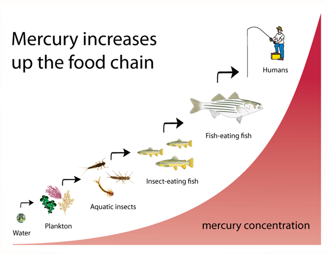 Figure which shows how mercury content gradually rises up the food chain from the water to plankton, insects, the fish that consume insects, and humans.
