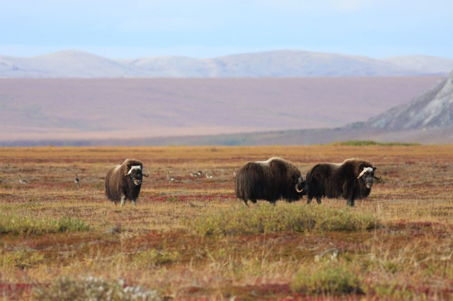 a group of three muskoxen in the tundra