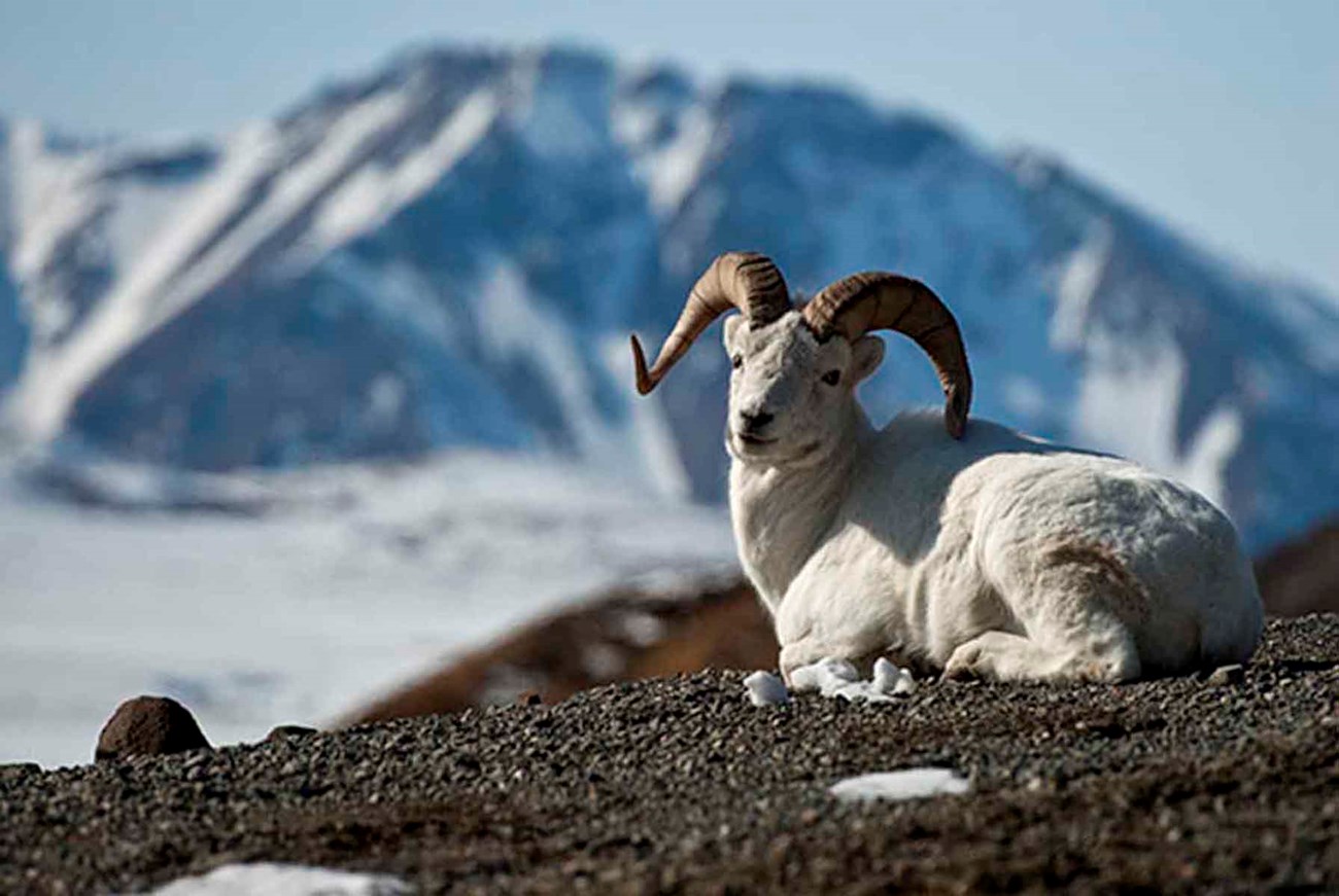 A Dall's sheep relaxes high on the cliffs.