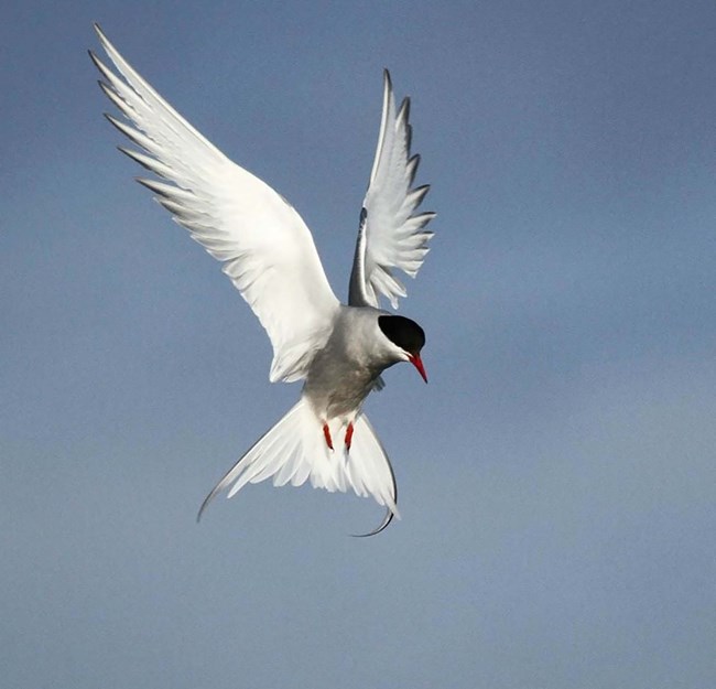 an arctic tern against a blue sky