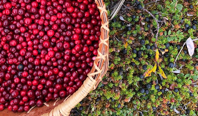A basket of lowbush cranberries in a patch of crowberries.