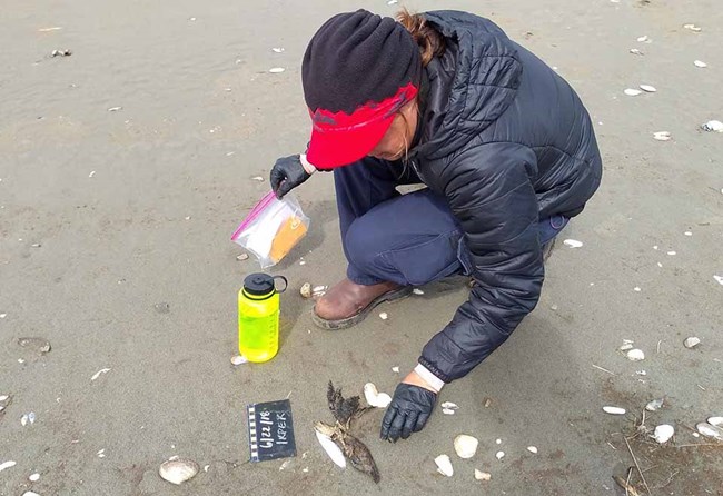 A researcher documents the carcass of a seabird on the beach.