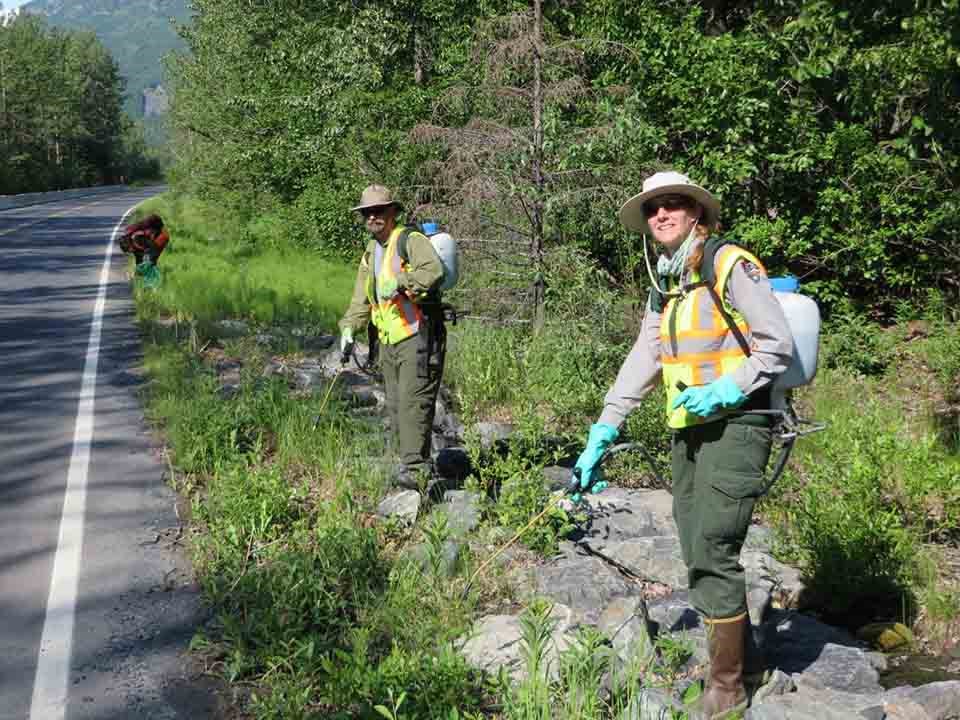 The EPMT in Alaska spraying dandelions