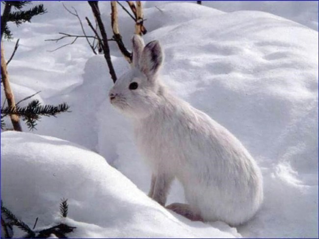 A snowshoe hare blends into the snow.