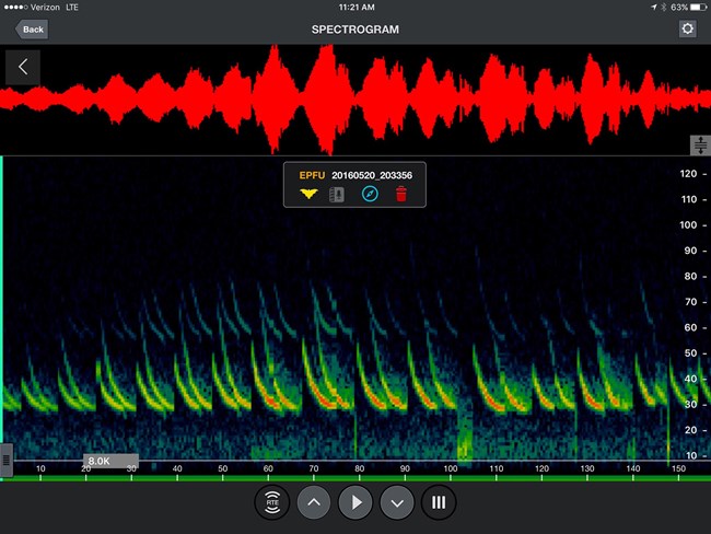 spectrogram of big brown bat