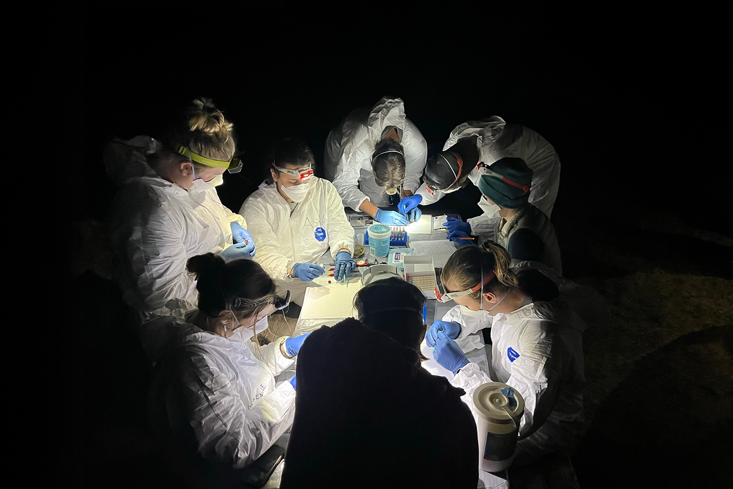 a group of scientists in tyvek suits, N95 masks, and gloves perform a bat health monitoring check ups by the light of their headlamps