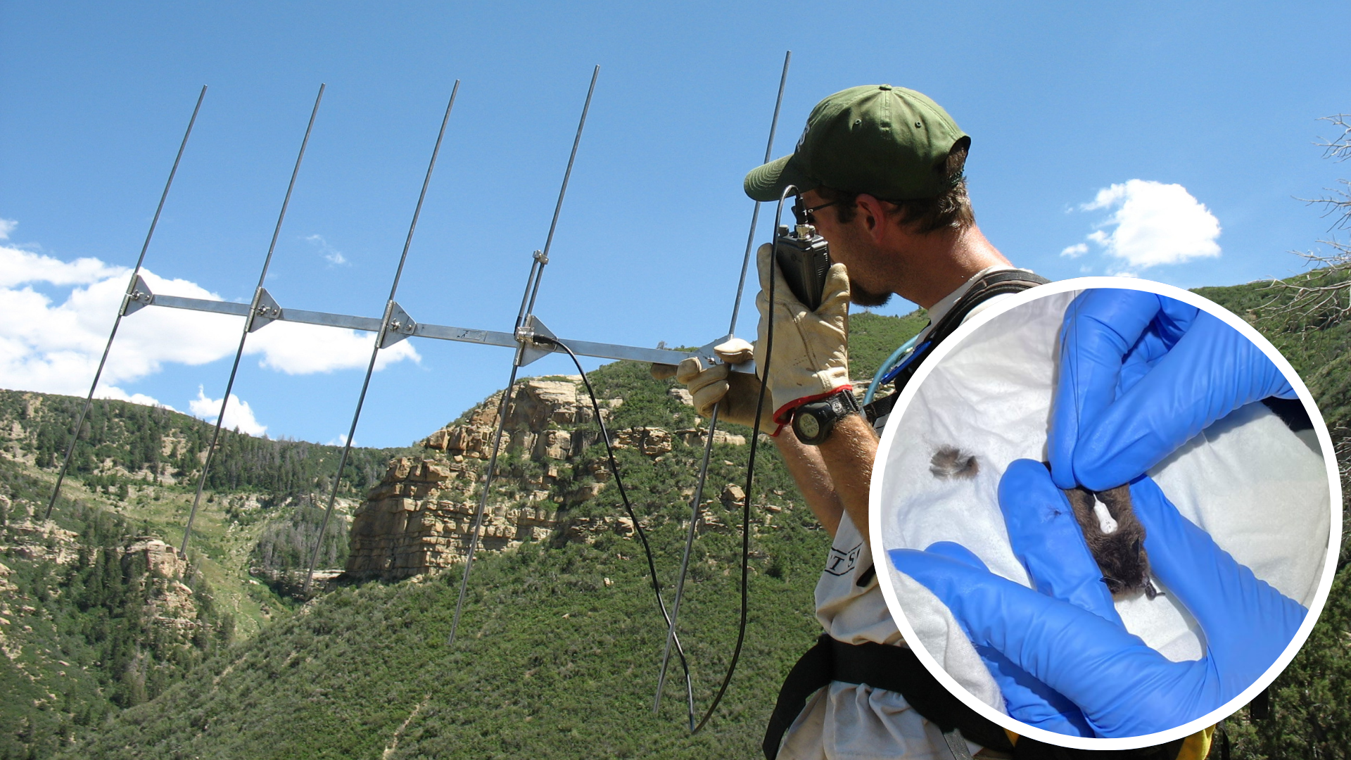 man holds and listens to a radiotransmitter. An image of glove hands putting a transmitter on a bat is superimposed in the corner of the image