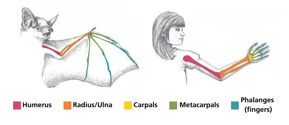 a diagram comparing a bat wing to a human arm with humerus, radius, thumb, and fingers highlighted on each