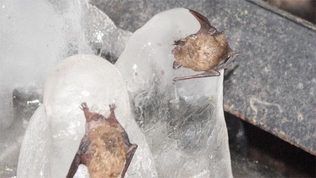 bats frozen on ice