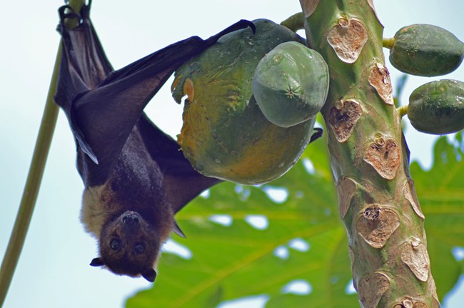 a flying fox bat hangs upside down eating a papaya from a tree