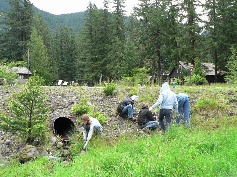 students pull invasive species at Mount Rainier