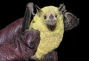 Lesser long-nosed bat