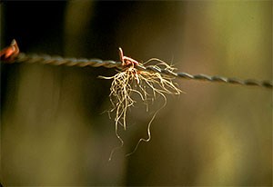 Fur sample stuck on a barbed wire hair snag station in the Crown of the Continent Ecosystem, which includes Glacier National Park.
