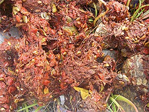 Bear Scat. This bear has been eating soapberry and something with a lot of hair.