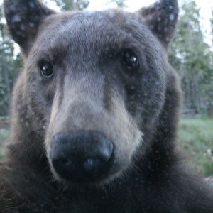 Bear looking into car window