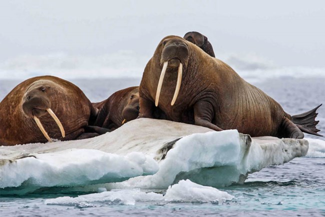 walrus haulout