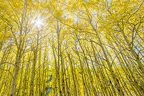 The sun shines through aspen trees and yellow leaves
