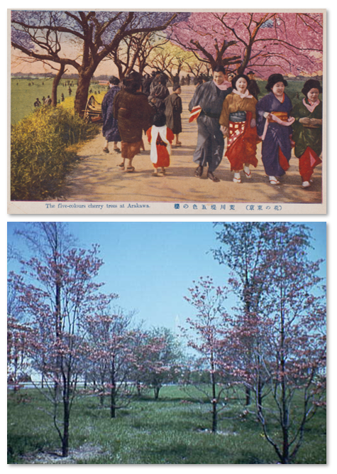 An historic photograph of the Arakawa River grove above a photo blooming cherry trees from the 1950